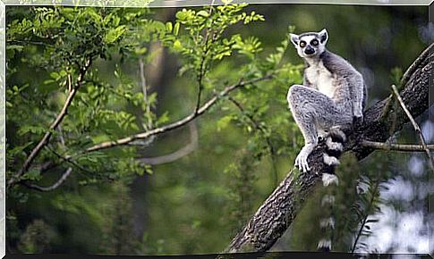 madagascar lemurs