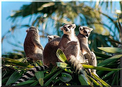 lemurs in a tree