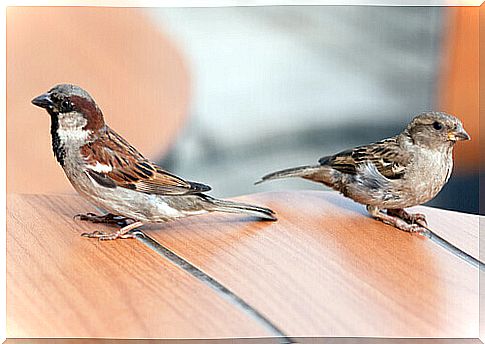 The house sparrow or roof sparrow