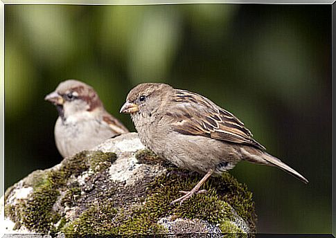 Sparrows perched on a rock with moss