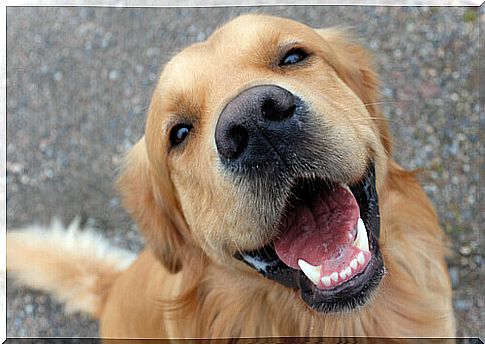 The importance of teeth in dogs