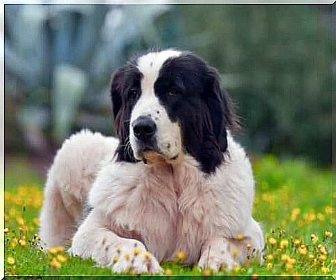 The landseer, a black and white molosso