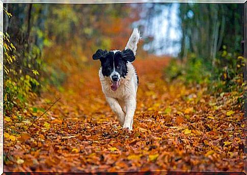 care landseer dog