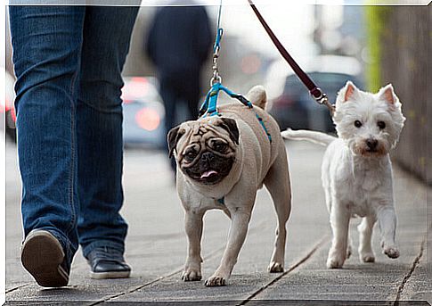 Pug and white dog walking in the street