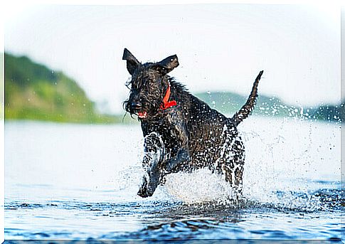 The most "athlete" dog breeds