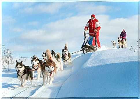 Group of Siberian husky dogs pulling sledges in the snow.