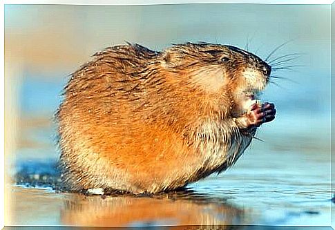 The muskrat: reproduction and behavior