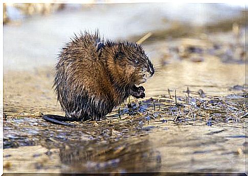 the muskrat