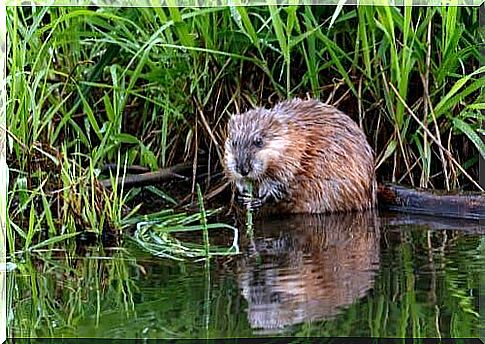 the muskrat