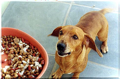 dog waiting for his ration