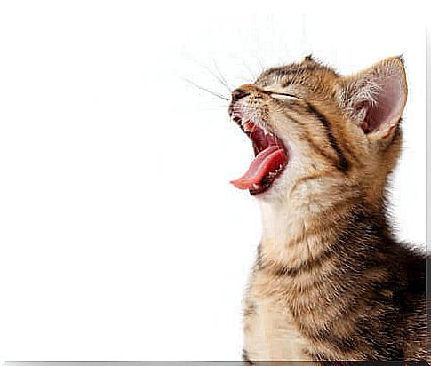 Why don't cats roar like lions?