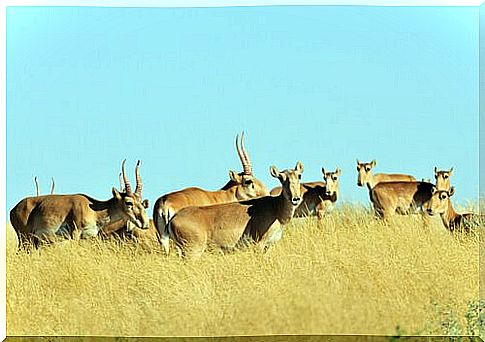 The saiga antelope, a species with a challenging existence