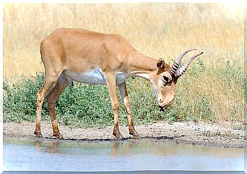 On the saiga antelope mass killings