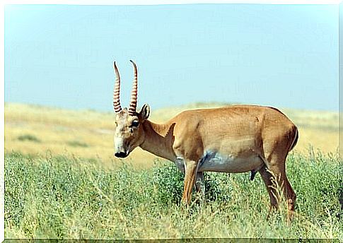 saiga antelope in its habitat