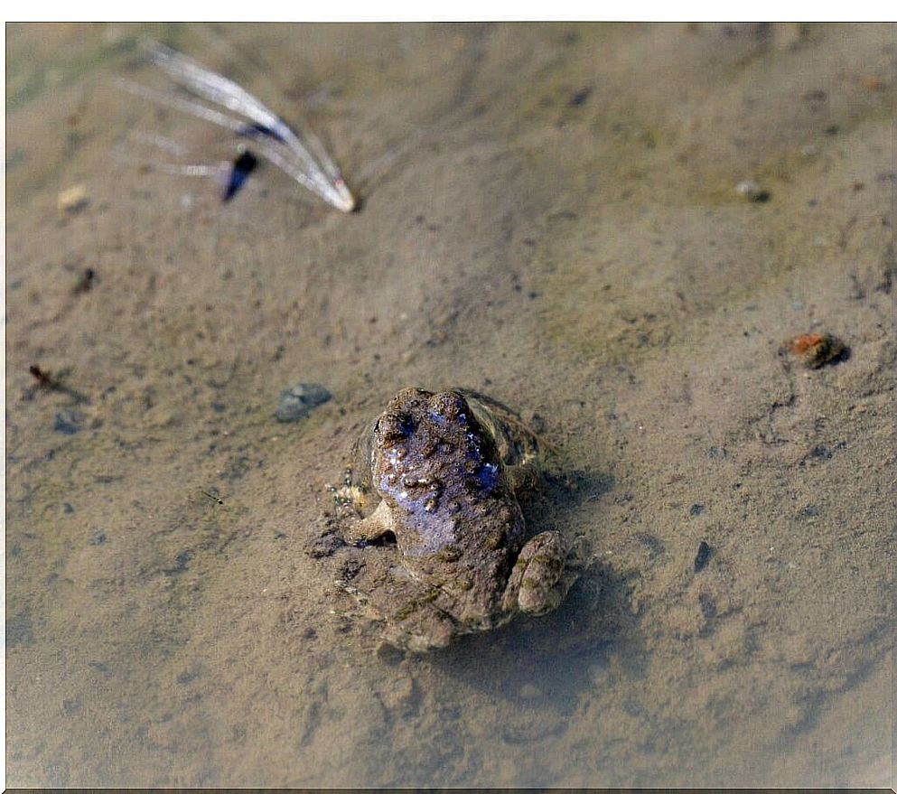 The Telmatobius halli frog, a rediscovered species