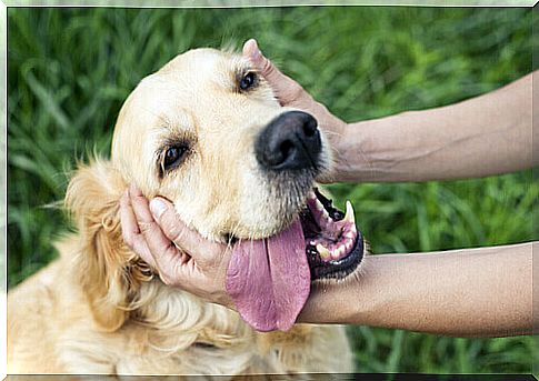 The TTouch technique to reduce stress on your pet