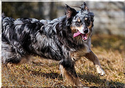 running dog