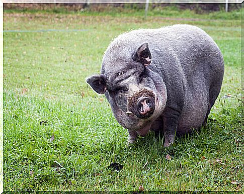 vietnamese pig in the grass