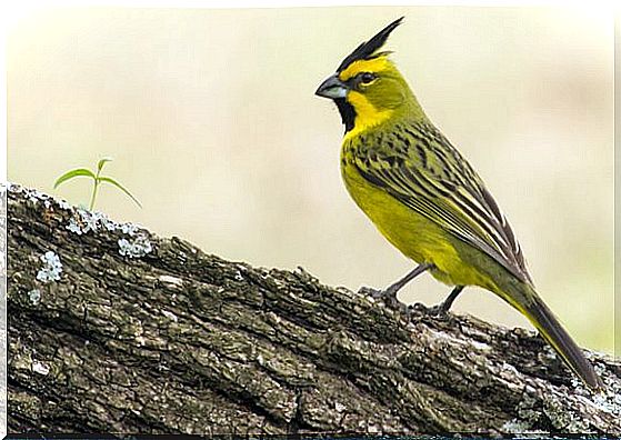 The yellow cardinal's sweet and melancholy song