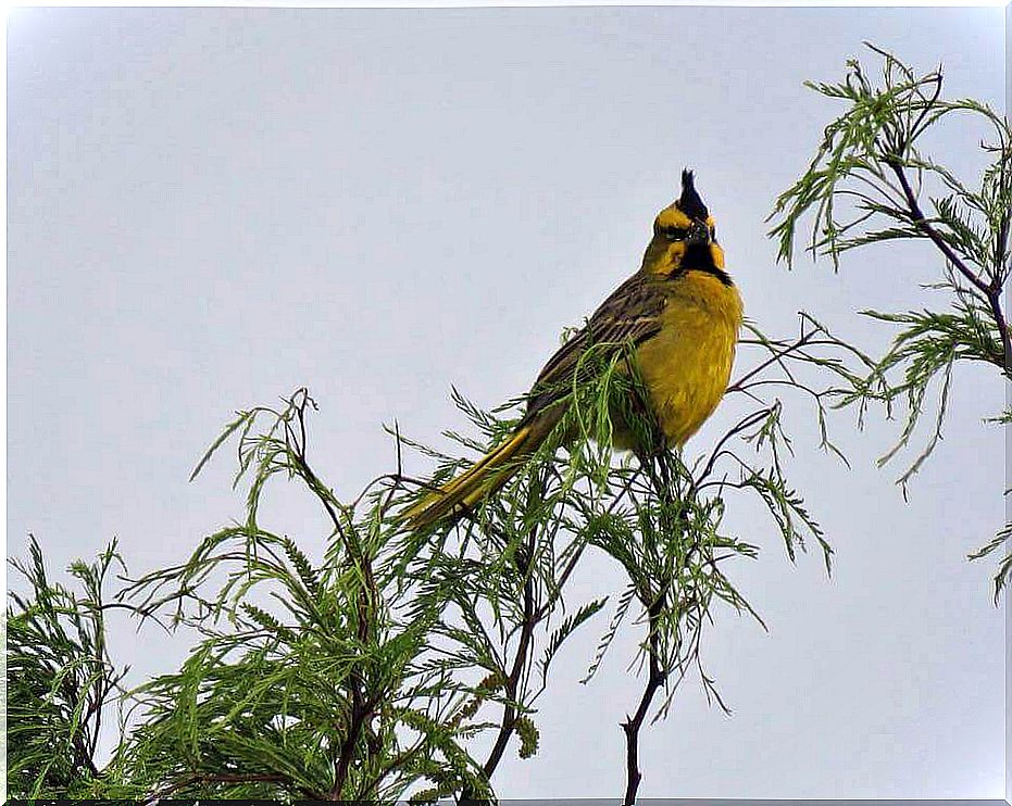 yellow cardinal