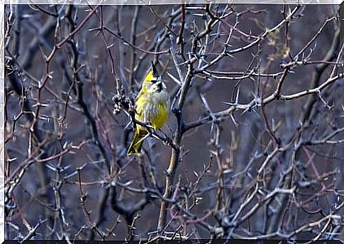 yellow cardinal