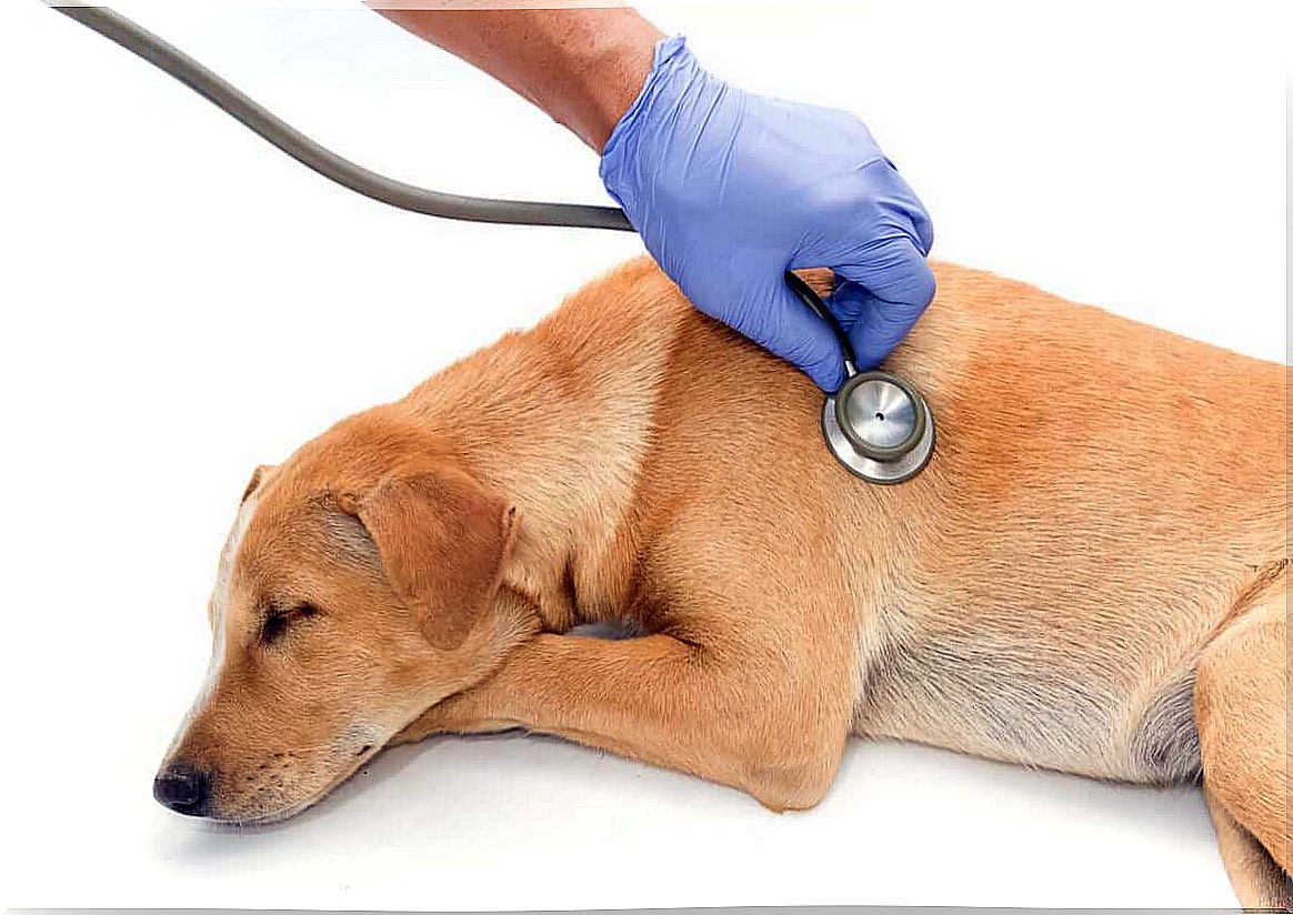 Treatments for Pneumonia in Pets