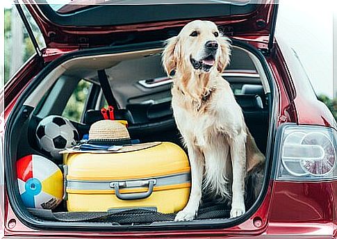 Tips for going on vacation with your pet