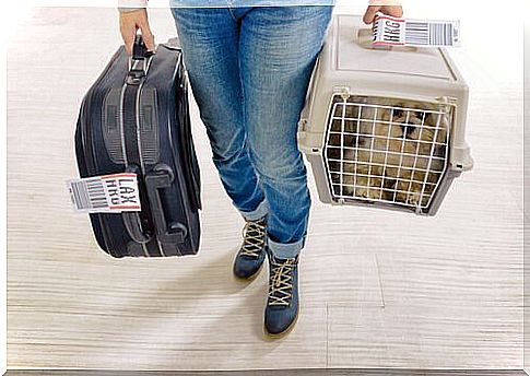 Woman with suitcase and dog in transport box.