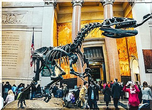 American Museum of Natural History, New York