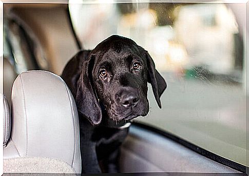 Traveling with the dog in the car: advice and care