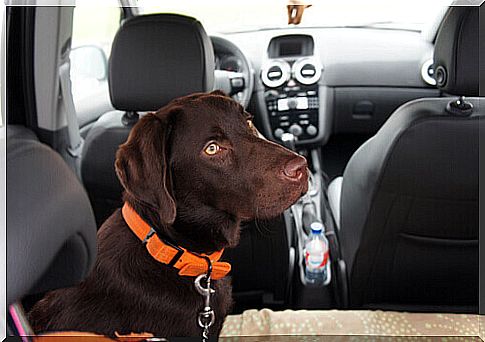 dog in car with belt