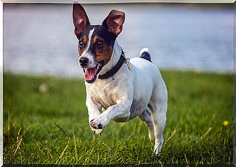 dog running on the grass