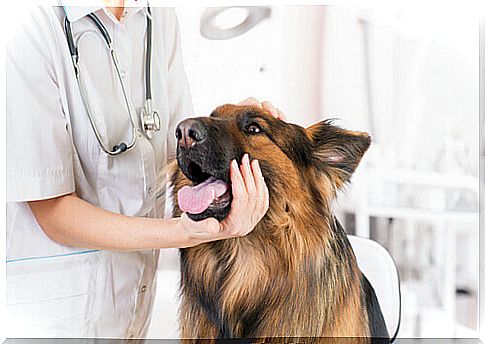 Veterinarian examining a German Shepherd