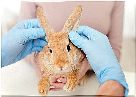 Treatment for rabbits with fleas