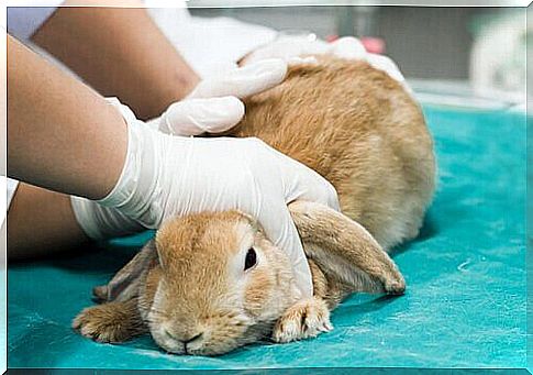 rabbit with fleas