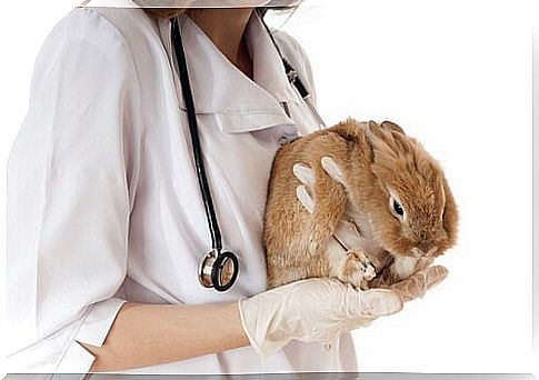 rabbit at the veterinarian