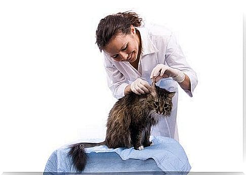 Treatment of otitis in cats