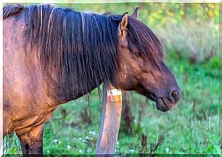 Treatments and care for mange in horses