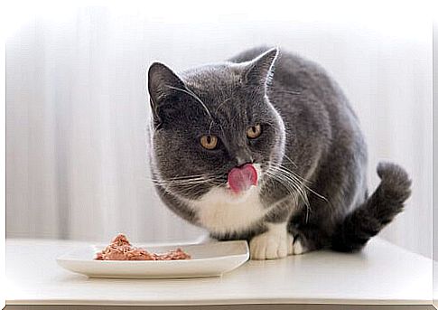 cat eating wet food