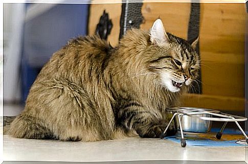 cat eating breed