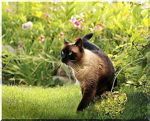 What are the main characteristics of the Siamese cat?