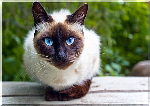 The Siamese cat is friendly, loyal and a great prankster.