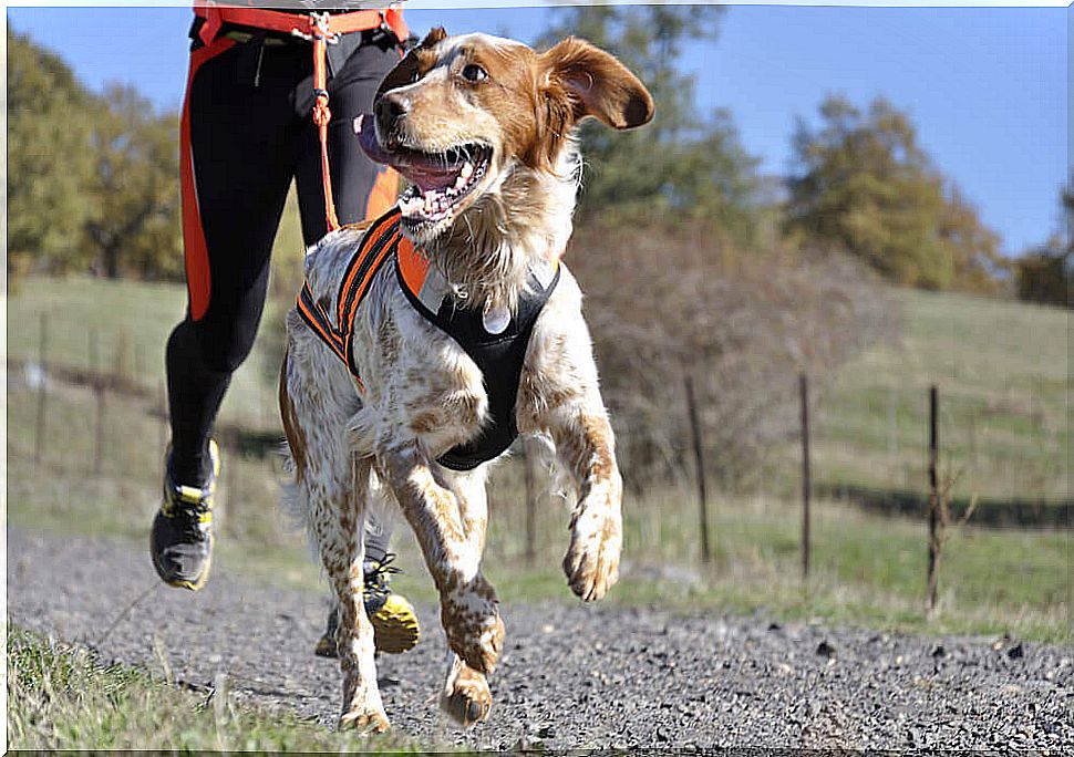 What are the most athletic dogs?