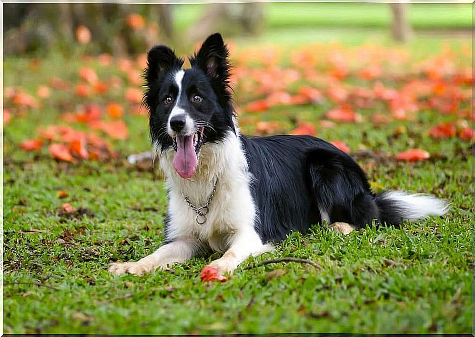 Border Collie in the field