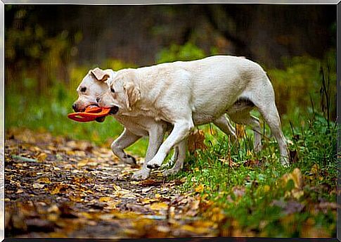 Labradors playing in the field