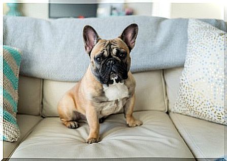 French bulldog, one of the small dogs, on the couch.