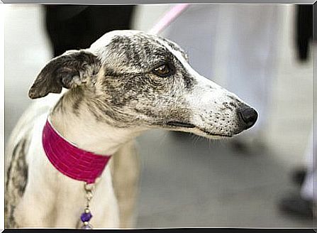 A Spanish greyhound.