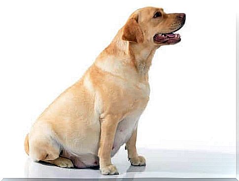 What diet should a female dog follow during pregnancy?