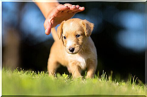 What do I need to know before adopting a puppy?