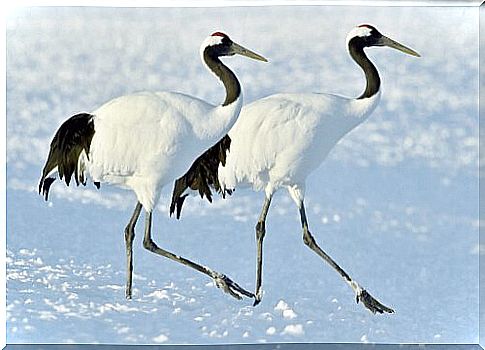 cranes walking in the snow